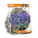 Baltus Crocus Queen Of The Blues bloembollen per 10 stuks